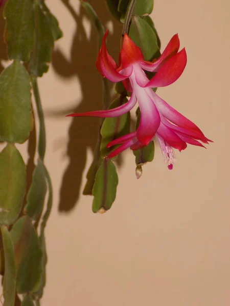 Schlumberger Łacińska Szlumbergera Lemaire 1858 Synonimy Epifyllum Łacińska Epiphyllum — Zdjęcie stockowe