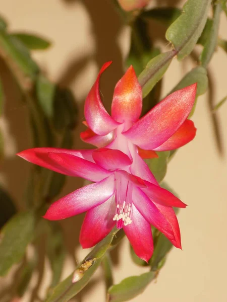 Schlumberger Łacińska Szlumbergera Lemaire 1858 Synonimy Epifyllum Łacińska Epiphyllum — Zdjęcie stockowe