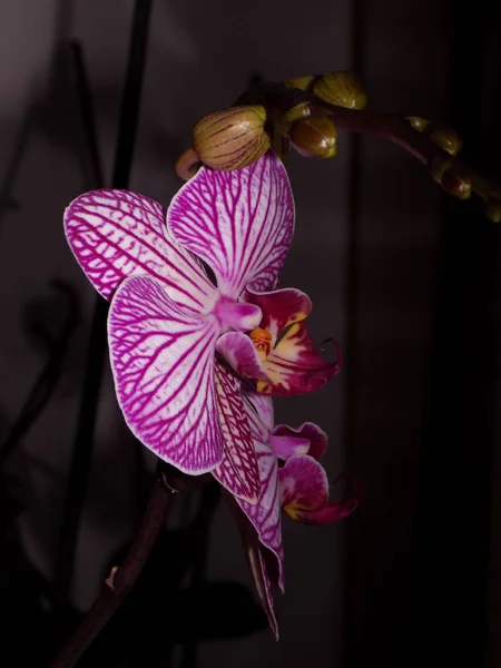 Orchidaceae 草本植物的单子叶多年生陆生或附生植物 热带地区 的家园 — 图库照片
