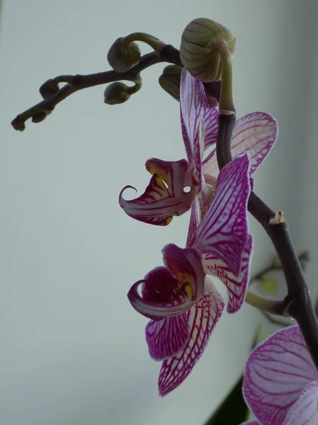 Zozuliantsev Orchidaceae Orchidaceae Bitkisel Bitkilerin Uzun Ömürlü Karasal Veya Epifiz — Stok fotoğraf