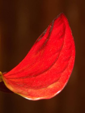 Anthurium (Latince Anthrium) - Aroidler (Araceae) familyasından bir bitki familyası.).