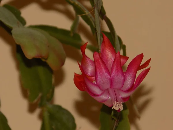 Schlumberger Łacińska Szlumbergera Lemaire 1858 Synonimy Epifyllum Łacińska Epiphyllum — Zdjęcie stockowe