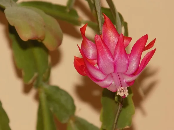 Schlumberger Łacińska Szlumbergera Lemaire 1858 Synonimy Epifyllum Łacińska Epiphyllum — Zdjęcie stockowe