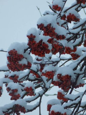 Genel Rowan (Sorbus aucuparia)