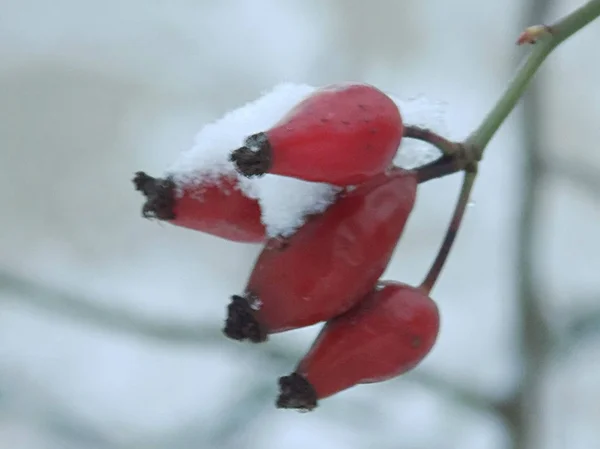 Rizóma Gyakori Vagy Kutya Rosa Canina — Stock Fotó