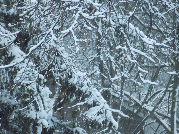 Зимовий Ліс Загальний Вигляд — стокове фото