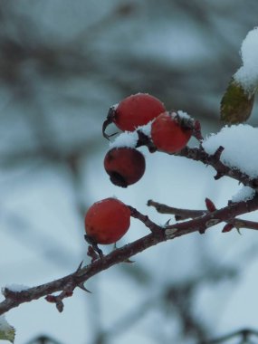 Köksap yaygındır veya (Rosa canina L köpek.)