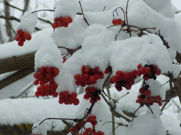 Обыкновенные Грибы Красная Смородина Latin Viburnum Opulus — стоковое фото