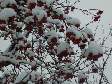 Genel Rowan (Sorbus aucuparia)