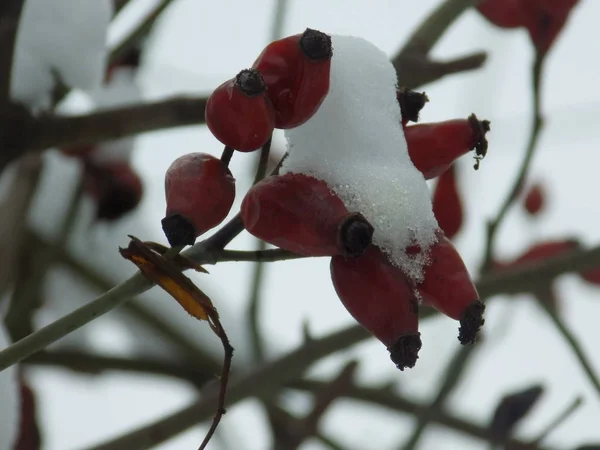 Rhizome Comune Cane Rosa Canina — Foto Stock