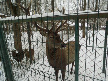 Hayvanat bahçesinde Ternopil Hydropark Topolche. Aralık 2018