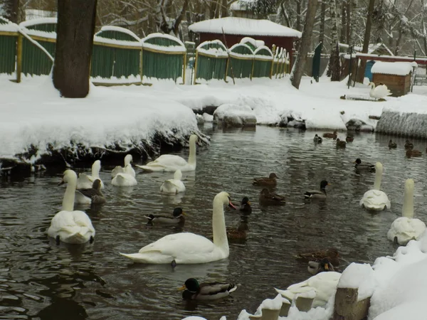 Zoo Ternopil Hydropark Topolche December 2018 — Stock Photo, Image