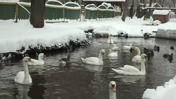 Zoo Ternopil Hydropark Topolche December 2018 — Stock Video