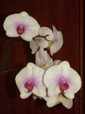           Zozuliantsev ya da Orchidaceae (Orchidaceae) - bitkisel bitkilerin uzun ömürlü karasal veya epifiz bitkilerin anavatanıdır.