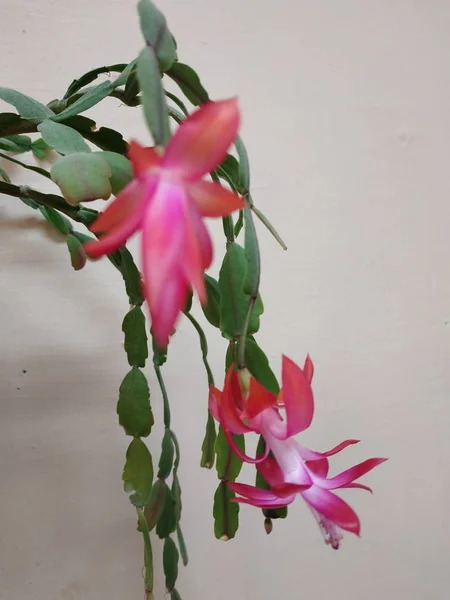 Schlumberger Latin Schlumbergera Lemaire 1858 Synonyms Epiphyllum Latin Epiphyllum — Stock Photo, Image