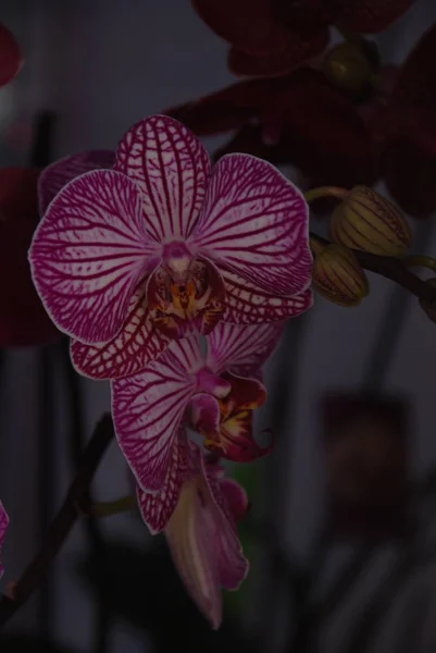 Orchidaceae 草本植物的单子叶多年生陆生或附生植物 热带地区 的家园 — 图库照片