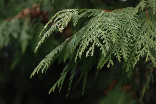 Tuya Thuja Genus Evergreen Coniferous Trees Shrubs Cypress Family — Stock Photo, Image