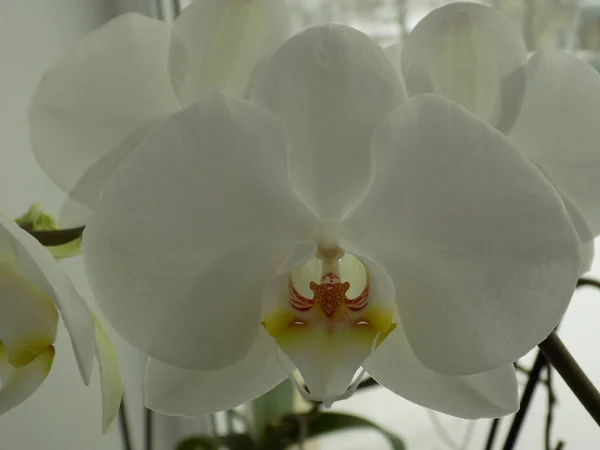 Zozuliantsev Orchidaceae Orchidaceae Bitkisel Bitkilerin Uzun Ömürlü Karasal Veya Epifiz — Stok fotoğraf