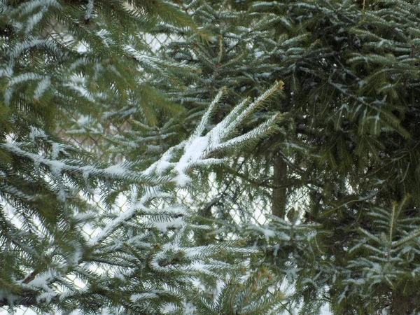 Winter Forest Overzicht — Stockfoto