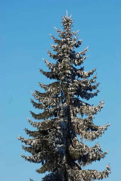 Floresta Inverno Vista Geral — Fotografia de Stock