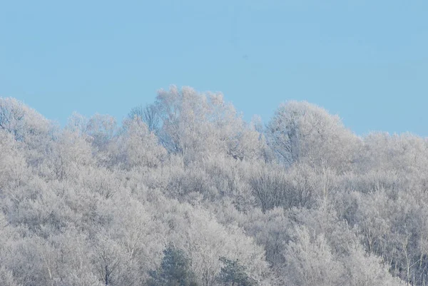 Bosque Pino Nevado Montaña —  Fotos de Stock