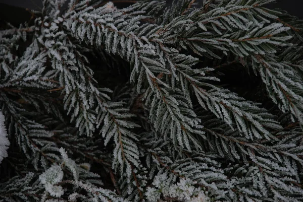 Winter Forest Overzicht — Stockfoto