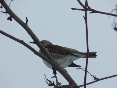 Sincap (Garrulus glandarius) orman kuzgun ailesinin kuştur