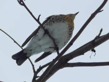 Sincap (Garrulus glandarius) orman kuzgun ailesinin kuştur
