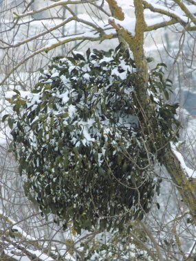 Ökseotu, Ivilga (Viscum) - Santal ailesinin yarı asalak çalılarının cinsi - Loranthaceae.