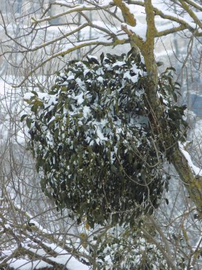 Ökseotu, Ivilga (Viscum) - Santal ailesinin yarı asalak çalılarının cinsi - Loranthaceae.