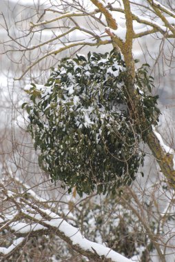 Ökseotu, Ivilga (Viscum) - Santal ailesinin yarı asalak çalılarının cinsi - Loranthaceae.