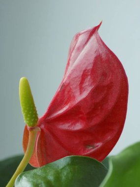 Anthurium (Latince Anthrium) - Aroidler (Araceae) familyasından bir bitki familyası.).