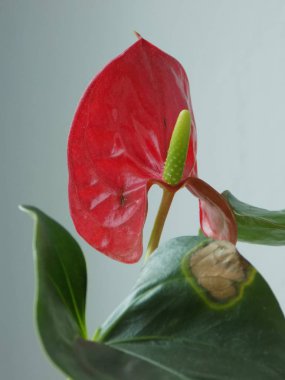 Anthurium (Latince Anthrium) - Aroidler (Araceae) familyasından bir bitki familyası.).