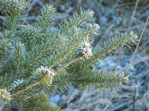 Klar Winter Den Zasnizhena Weihnachtszweig — Stockfoto