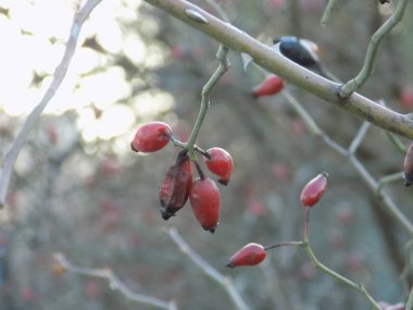 Köksap yaygındır veya (Rosa canina L köpek.)