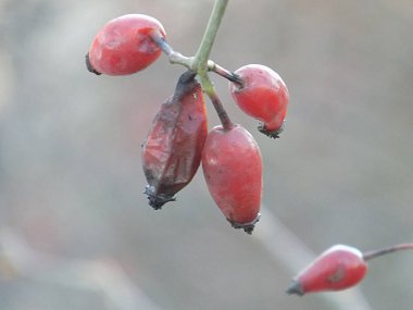 Köksap yaygındır veya (Rosa canina L köpek.)