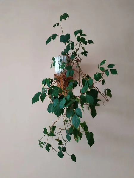 Klimop Hedera Lezen Een Familie Van Ongeveer Soorten Planten Uit — Stockfoto