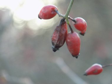 Köksap yaygındır veya (Rosa canina L köpek.)