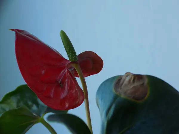 Anthurium Latince Anthrium Aroidler Araceae Familyasından Bir Bitki Familyası — Stok fotoğraf