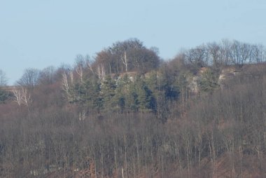 Dağdaki karlı çam ormanı