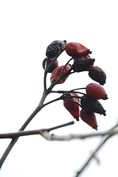 Rhizom Ist Häufig Oder Hund Rosa Canina — Stockfoto