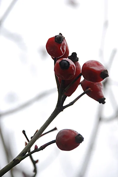 Rhizome Comune Cane Rosa Canina — Foto Stock