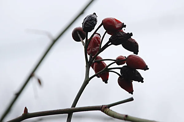 Rizoma Común Perro Rosa Canina — Foto de Stock