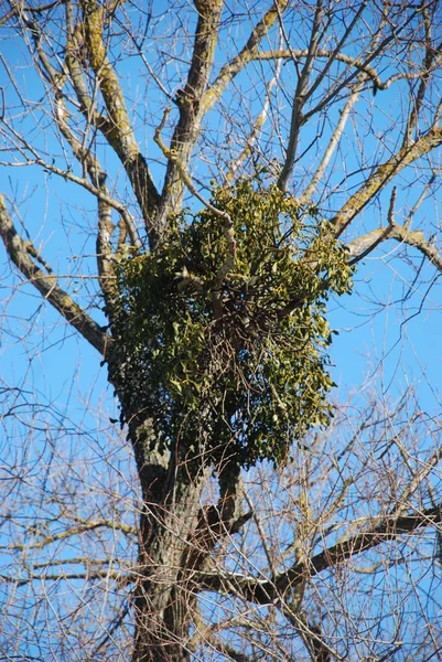 Mistletoe Ivilga Viscum Рід Напівпаразитичних Кущів Родини Санталь Loranthaceae — стокове фото