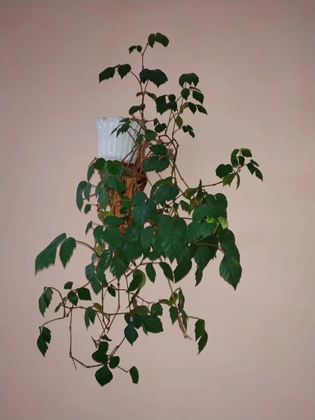 アイビー ヘデラ 種の家族 ウコギ科ウコギ科の植物の家族について読む — ストック写真