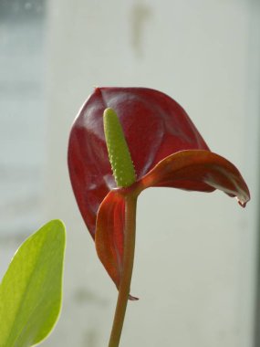 Anthurium (Latince Anthrium) - Aroidler (Araceae) familyasından bir bitki familyası.).