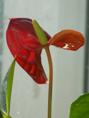 Anthurium (Latince Anthrium) - Aroidler (Araceae) familyasından bir bitki familyası.).