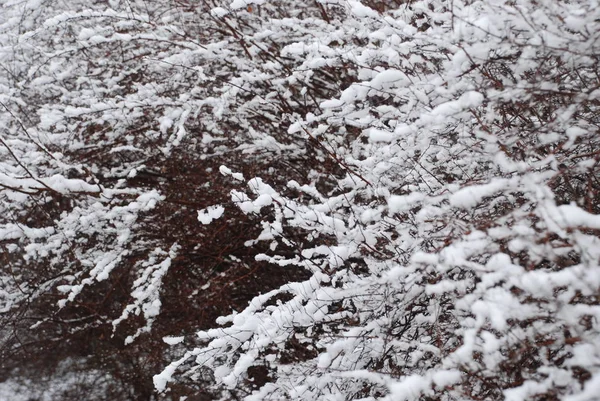 Сніговий Сосновий Ліс Горі — стокове фото
