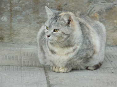 Kedi kedisi (Latince Felis Silvestris catus), kedigiller (Felis) familyasından bir kedi türü.)