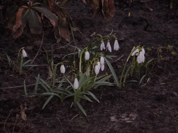 Sub Sunny Galanthus Uma Família Amarillaceae Amaryllidaceae — Fotografia de Stock